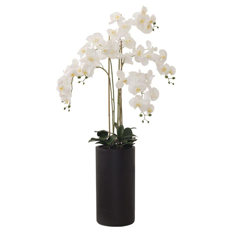 WHITE ORCHID IN POT 135CM