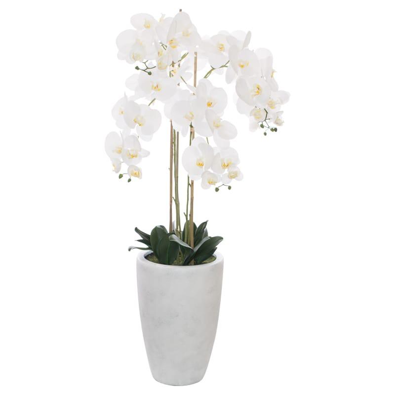 WHITE ORCHID IN POT 125CM