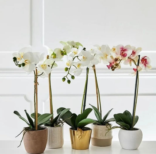 White Pot With Pink Orchids - Gold Pot